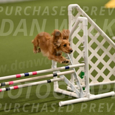 Sparrow-Christina-Coudret-01947