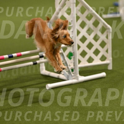 Sparrow-Christina-Coudret-01948