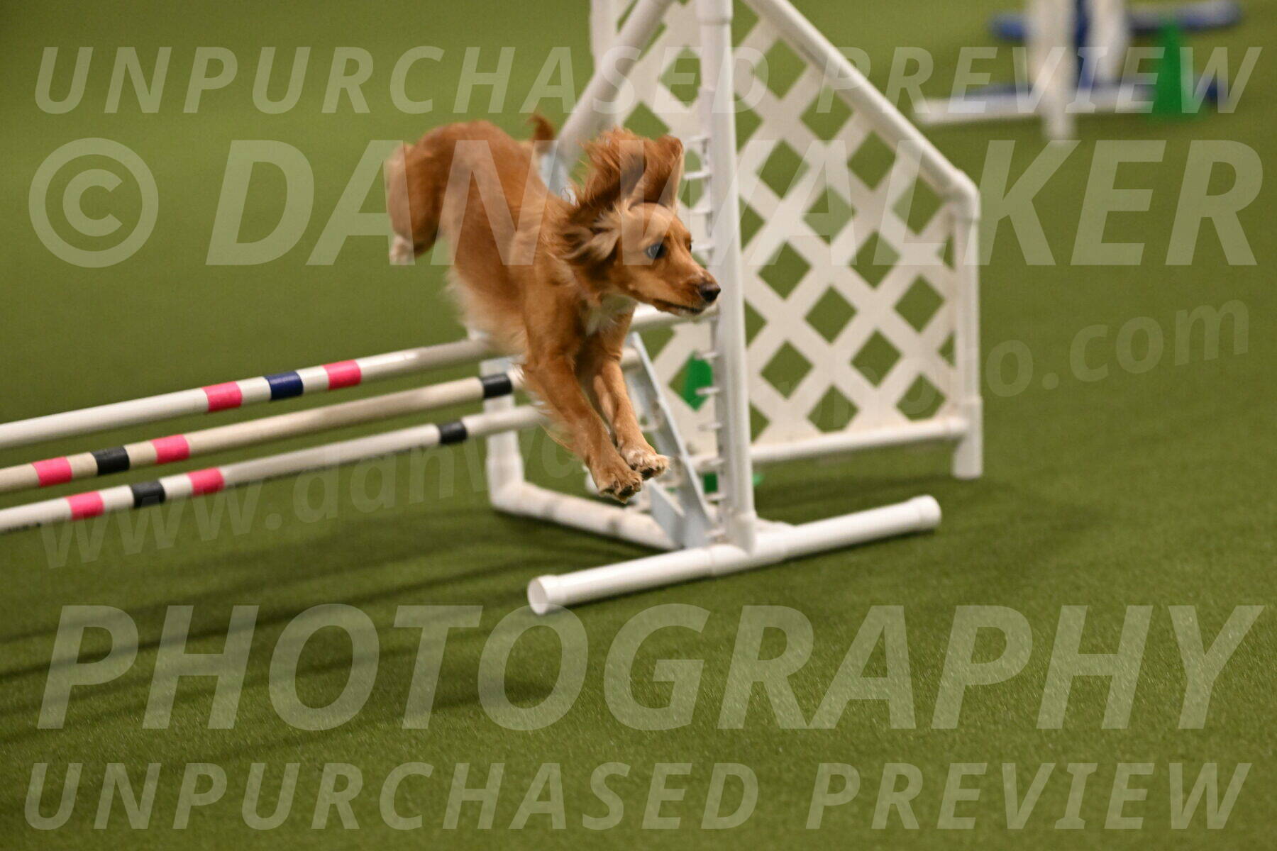 Sparrow-Christina-Coudret-01948