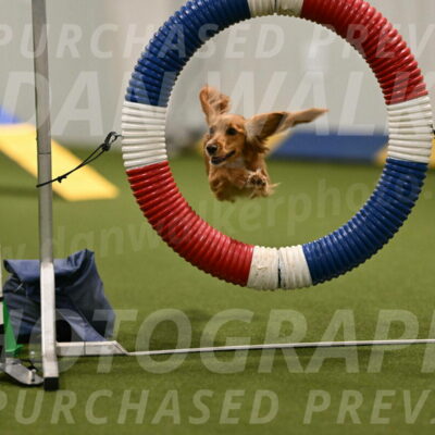 Sparrow-Christina-Coudret-01949