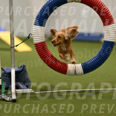 Sparrow-Christina-Coudret-01950