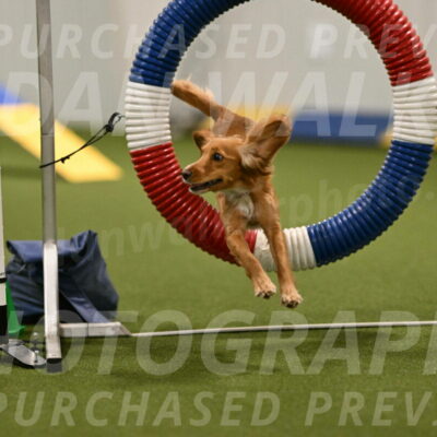 Sparrow-Christina-Coudret-01951