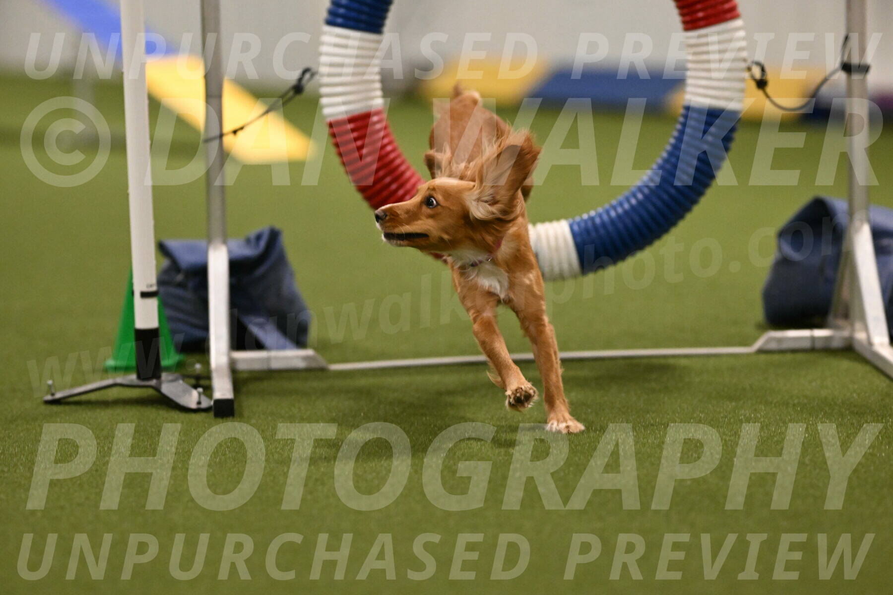 Sparrow-Christina-Coudret-01952