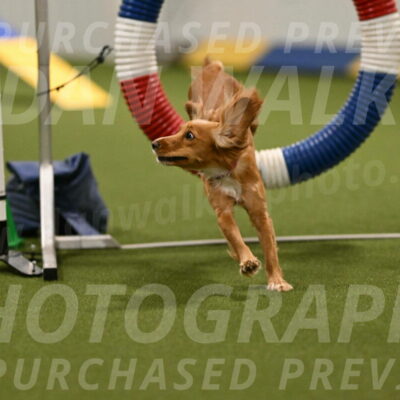 Sparrow-Christina-Coudret-01952