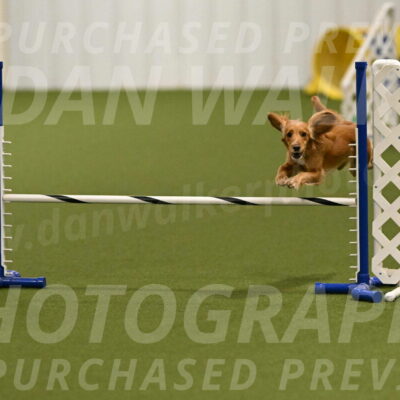 Sparrow-Christina-Coudret-01953