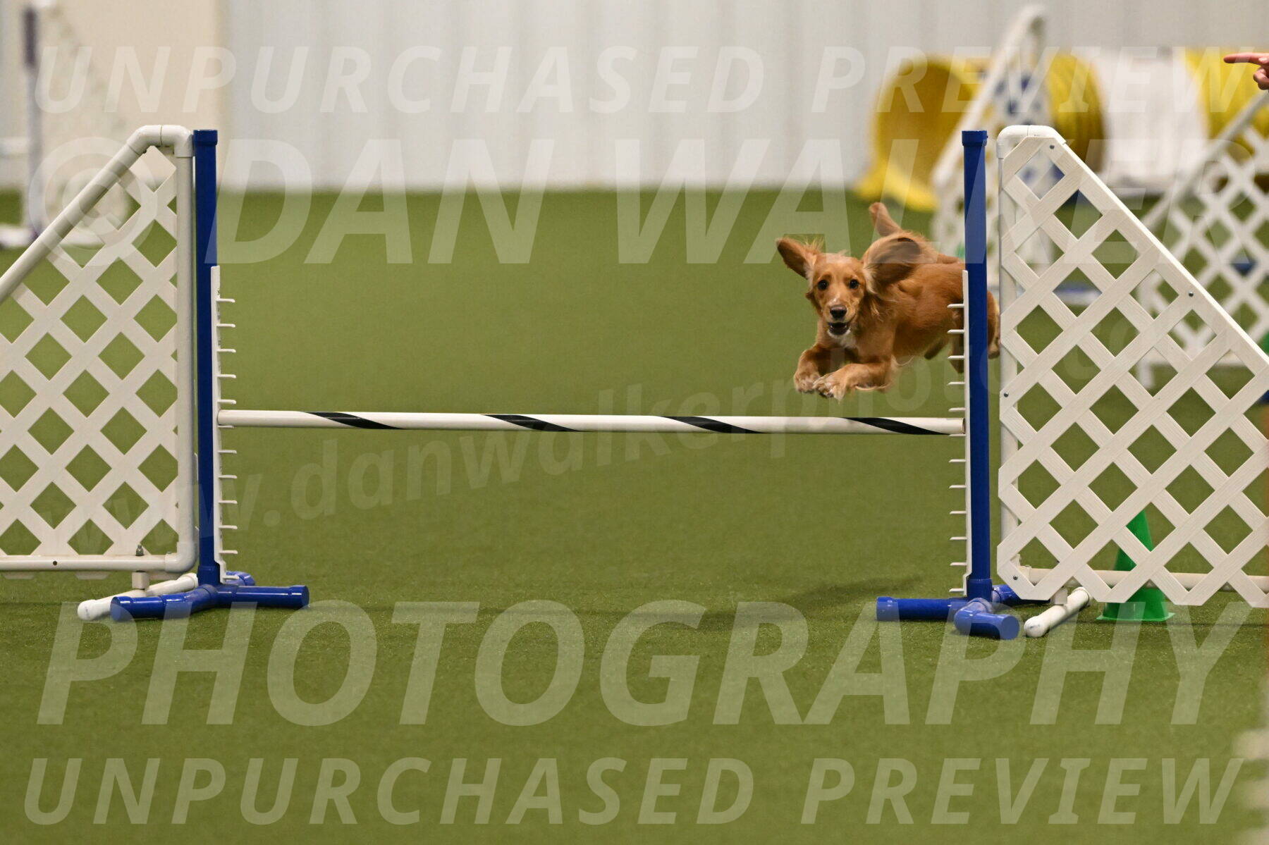 Sparrow-Christina-Coudret-01953