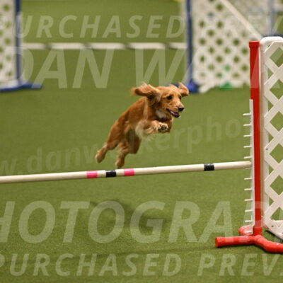 Sparrow-Christina-Coudret-01954