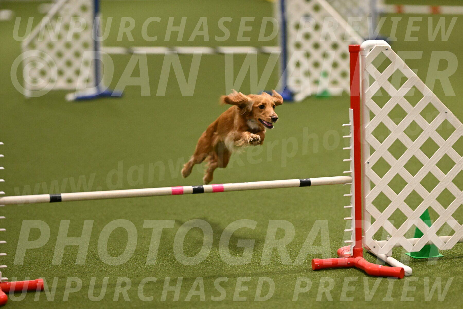 Sparrow-Christina-Coudret-01954