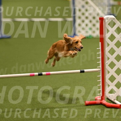 Sparrow-Christina-Coudret-01955