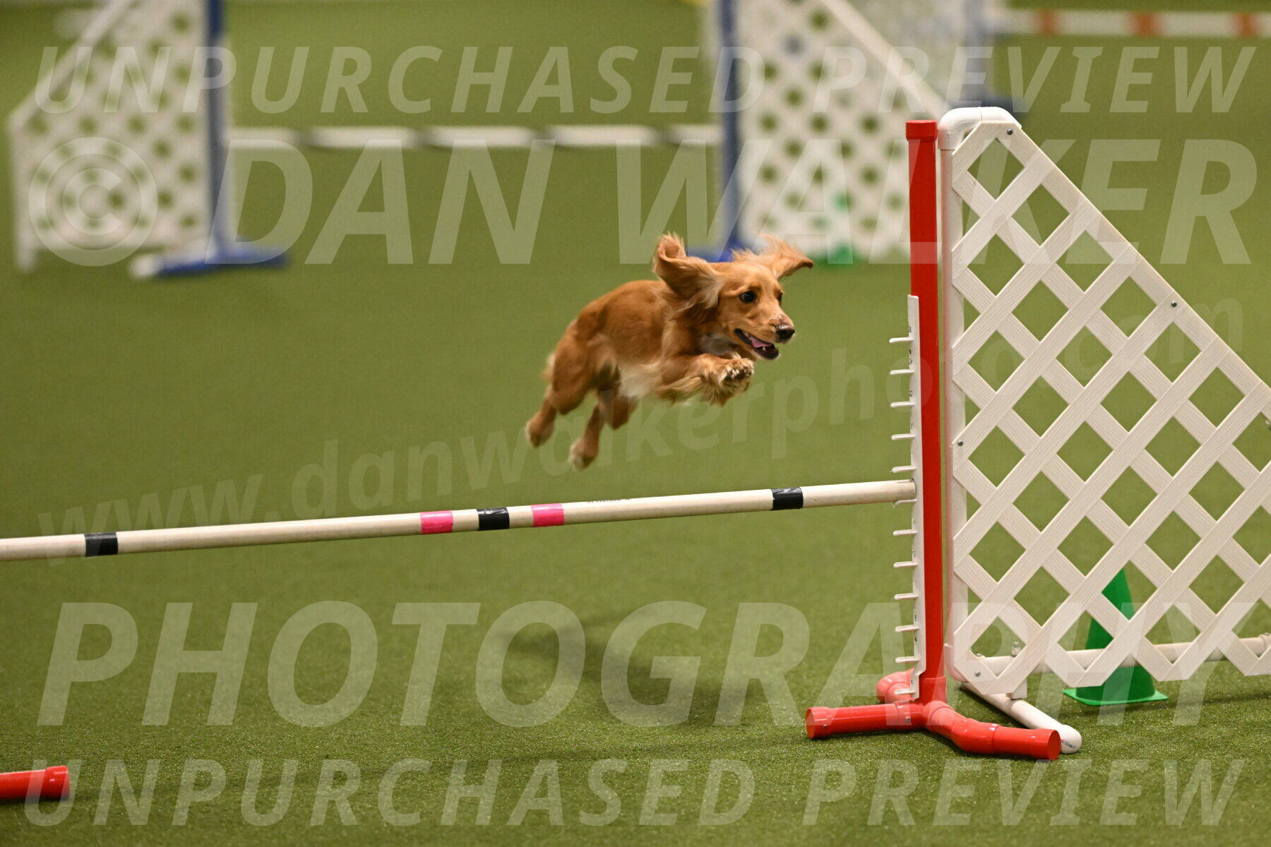 Sparrow-Christina-Coudret-01955