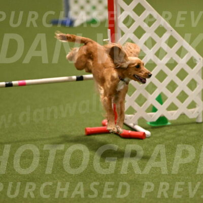 Sparrow-Christina-Coudret-01956