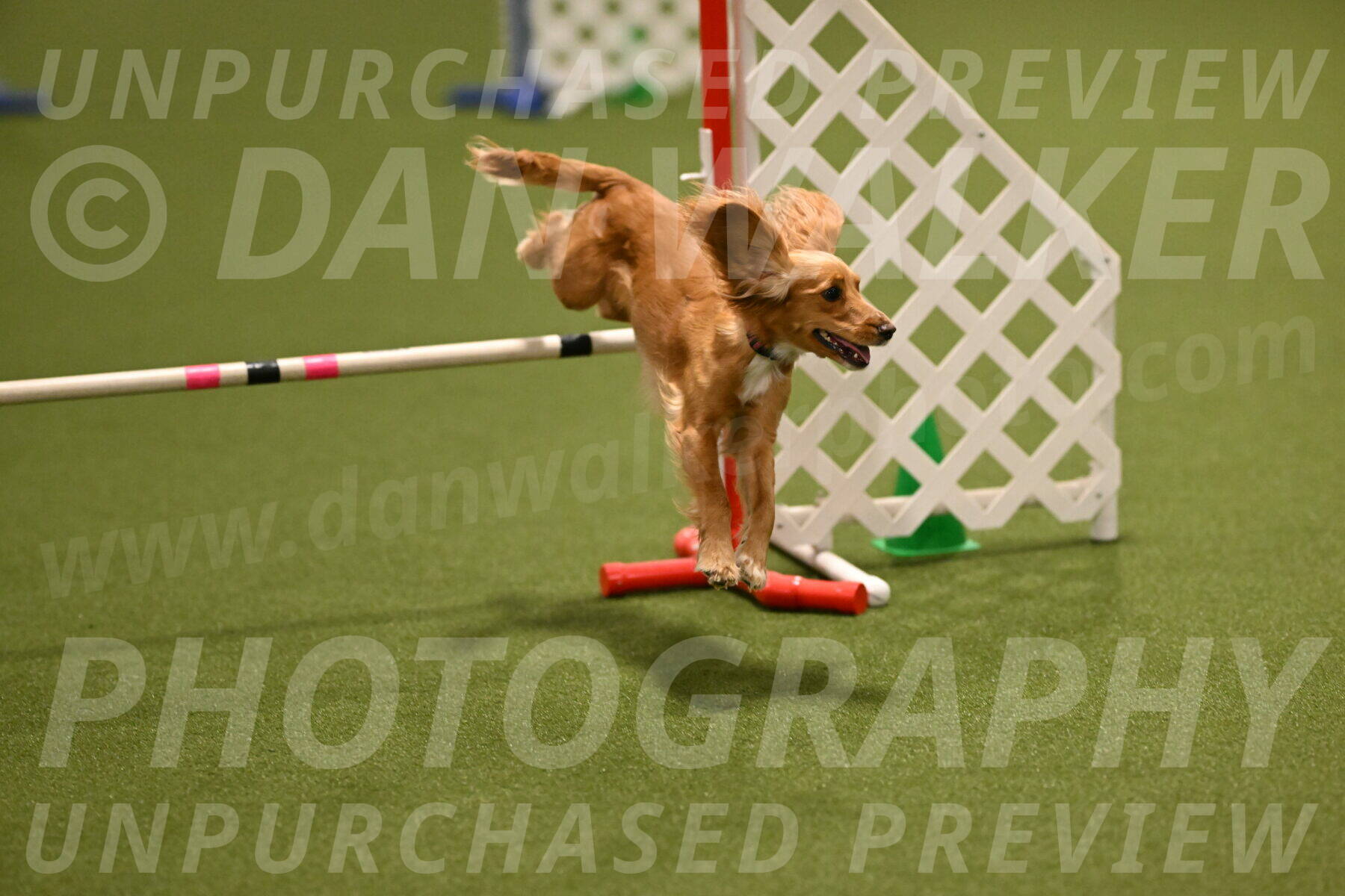 Sparrow-Christina-Coudret-01956