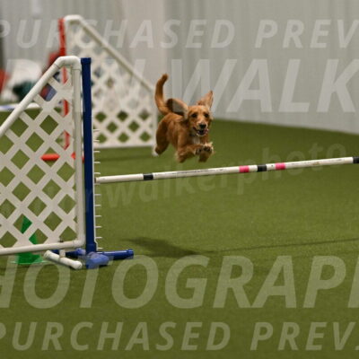 Sparrow-Christina-Coudret-01957