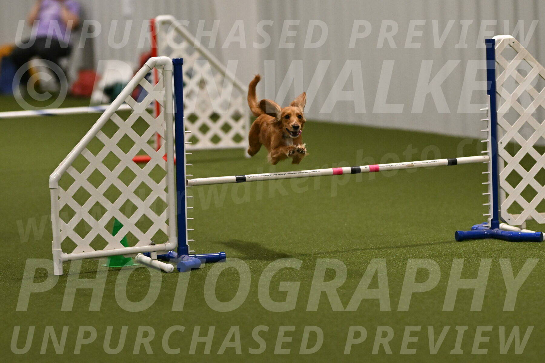 Sparrow-Christina-Coudret-01957