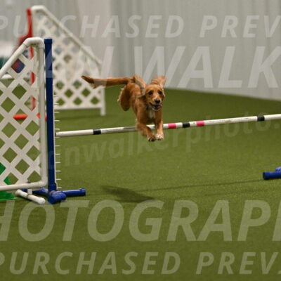 Sparrow-Christina-Coudret-01958