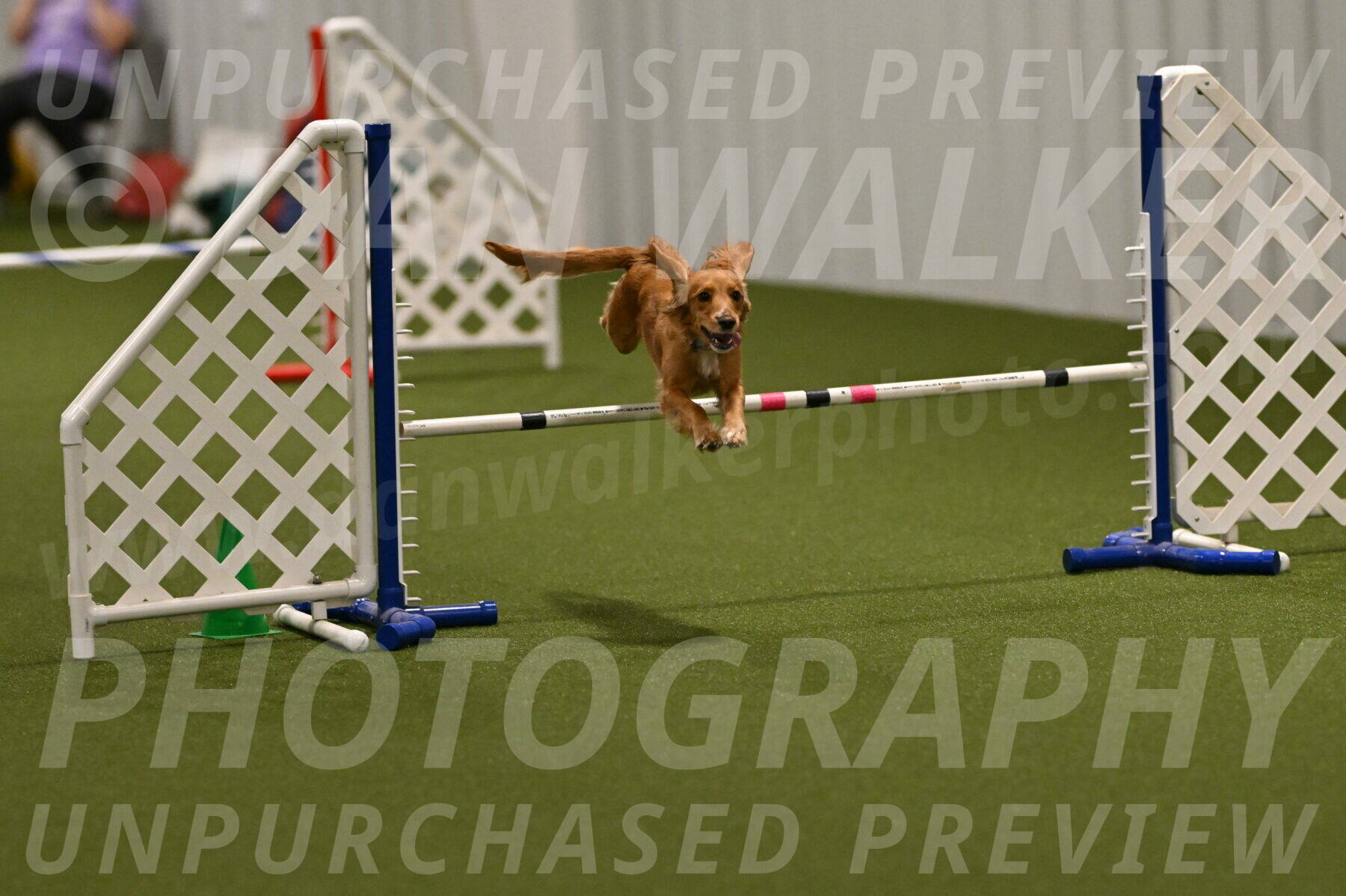 Sparrow-Christina-Coudret-01958