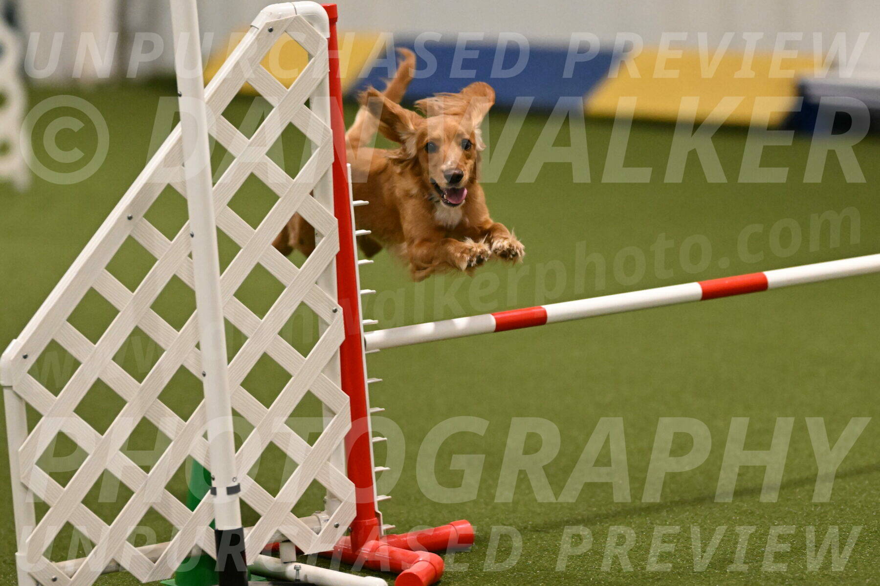 Sparrow-Christina-Coudret-01959