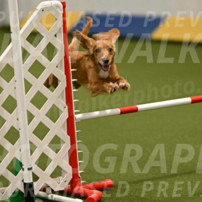 Sparrow-Christina-Coudret-01959