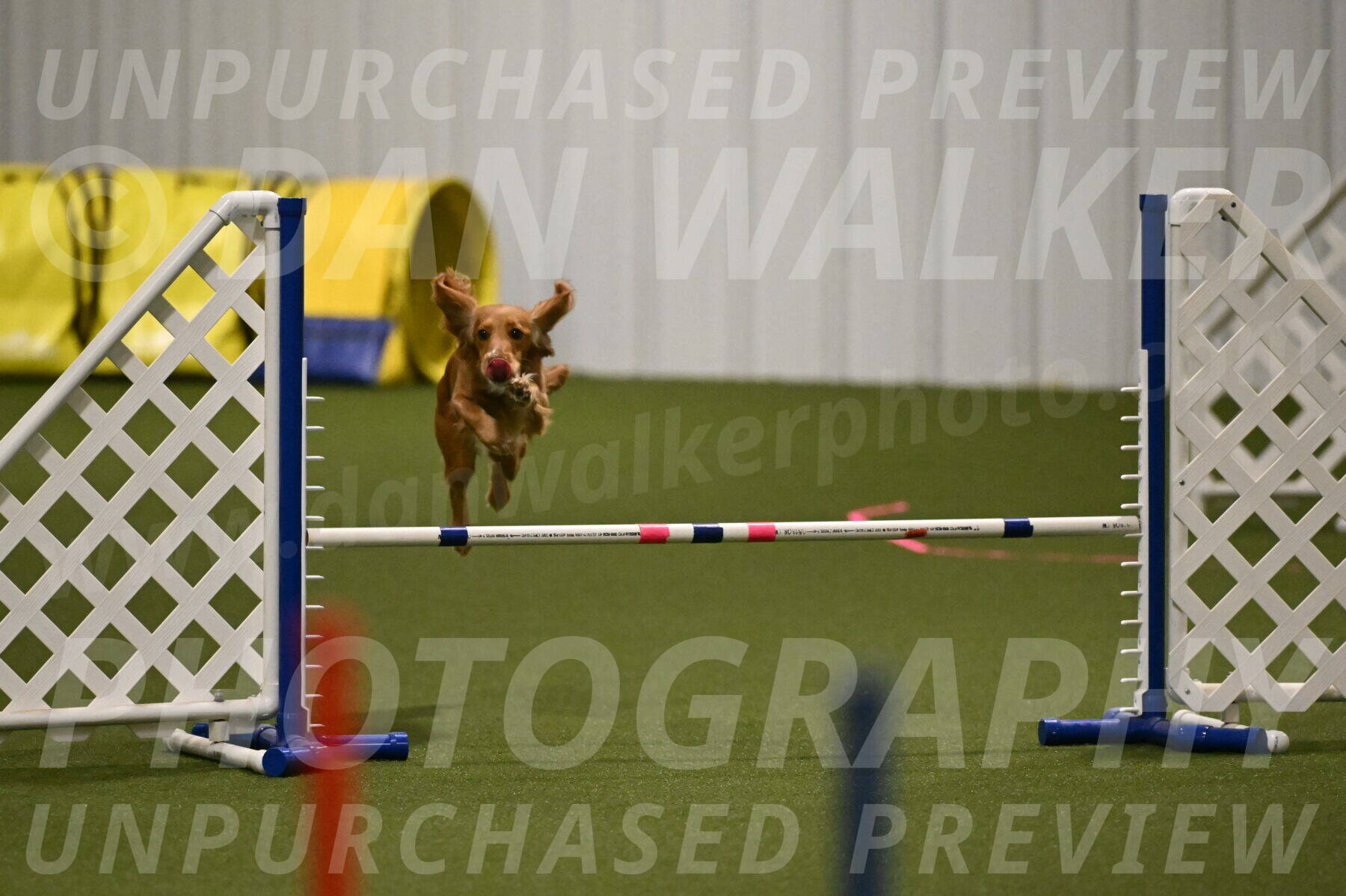 Sparrow-Christina-Coudret-01960