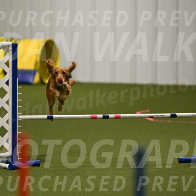 Sparrow-Christina-Coudret-01960