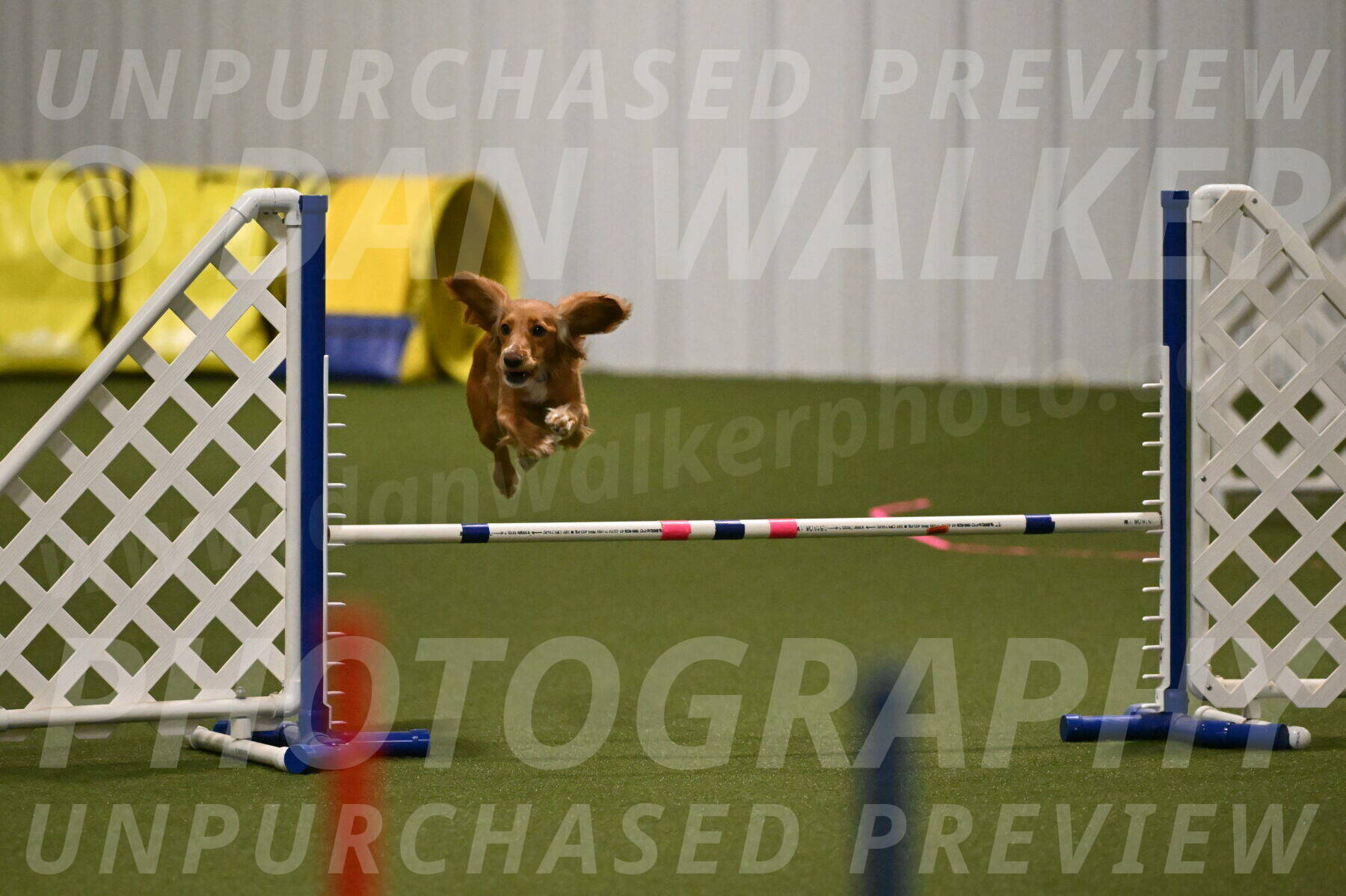 Sparrow-Christina-Coudret-01961