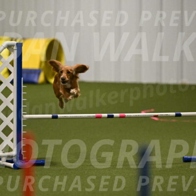 Sparrow-Christina-Coudret-01961