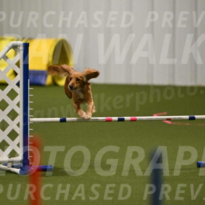 Sparrow-Christina-Coudret-01962