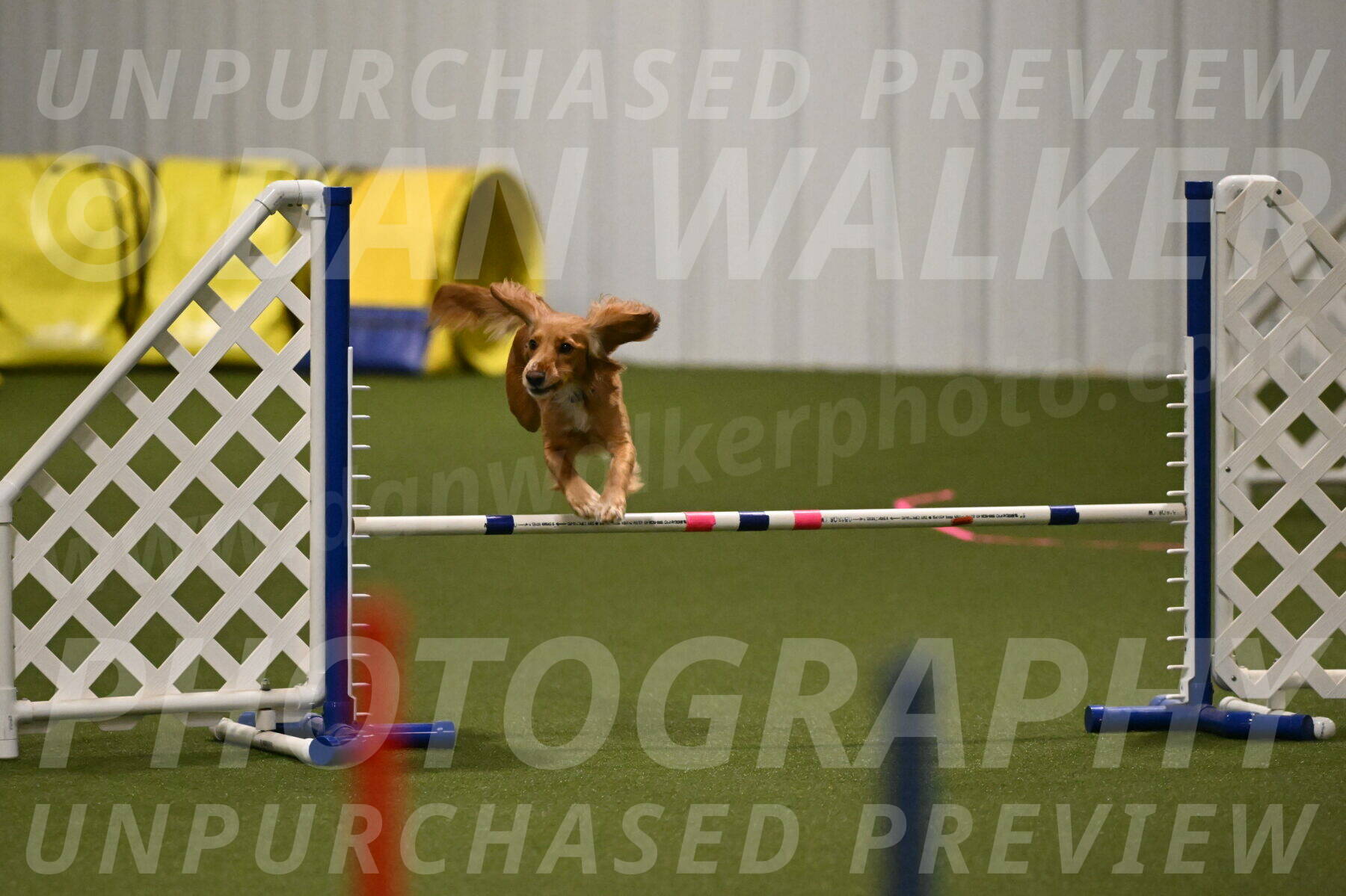 Sparrow-Christina-Coudret-01962