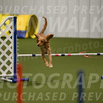 Sparrow-Christina-Coudret-01963