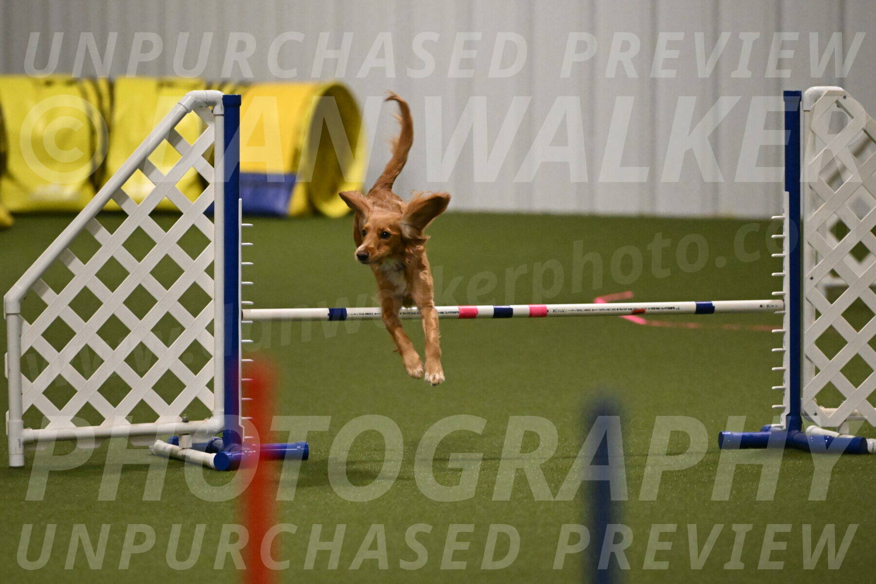 Sparrow-Christina-Coudret-01963