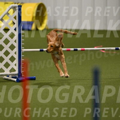 Sparrow-Christina-Coudret-01964