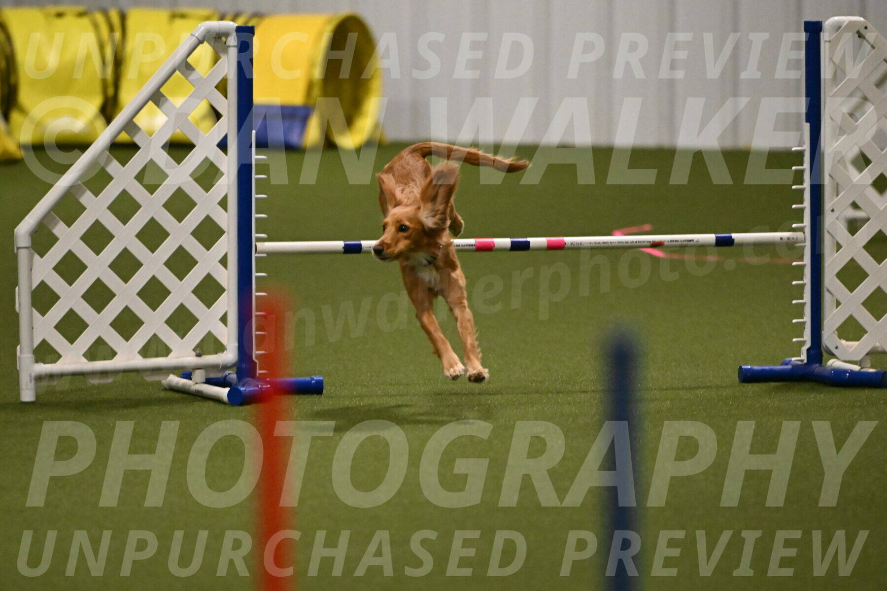 Sparrow-Christina-Coudret-01964