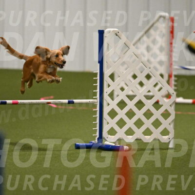 Sparrow-Christina-Coudret-01965