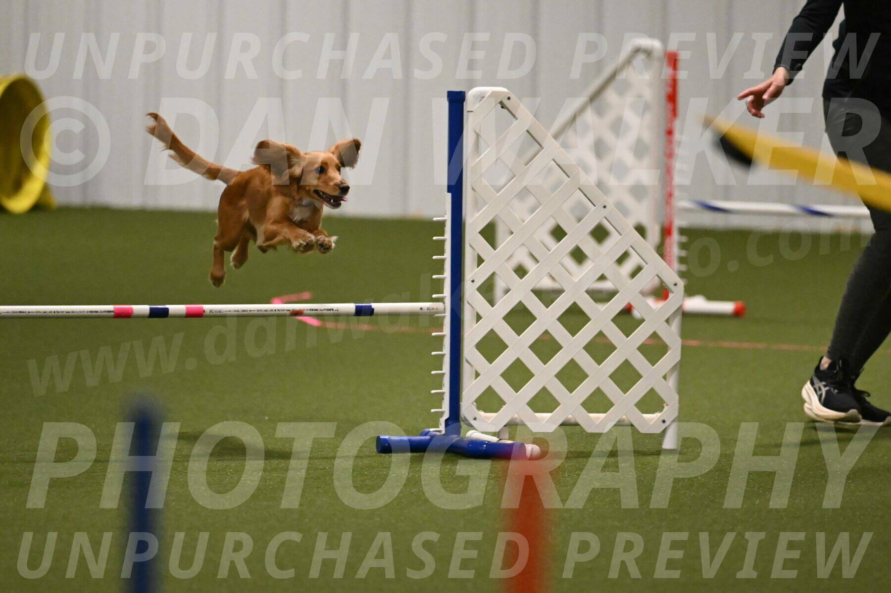 Sparrow-Christina-Coudret-01965