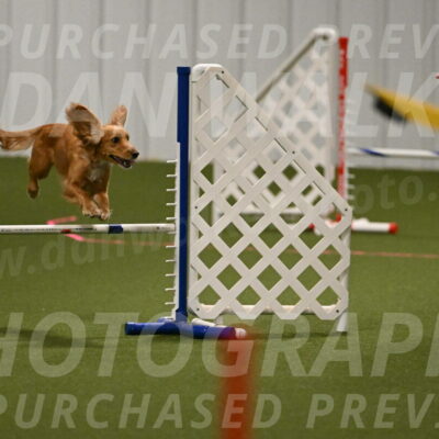 Sparrow-Christina-Coudret-01966