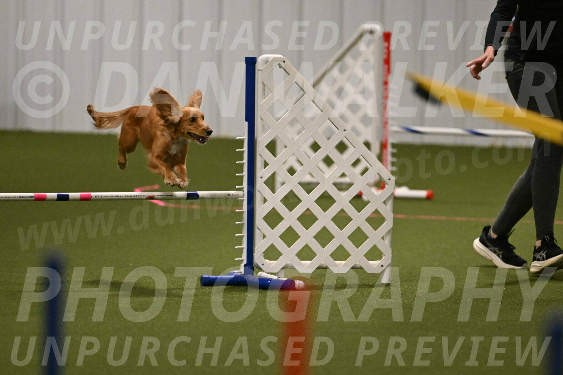 Sparrow-Christina-Coudret-01966