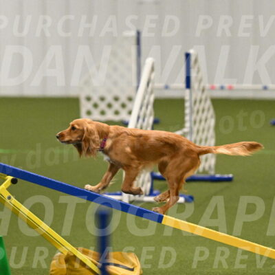 Sparrow-Christina-Coudret-01967