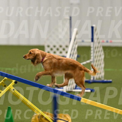 Sparrow-Christina-Coudret-01968