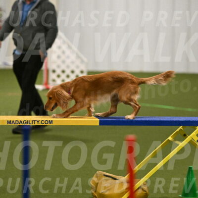 Sparrow-Christina-Coudret-01971