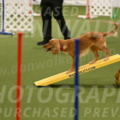 Sparrow-Christina-Coudret-01972