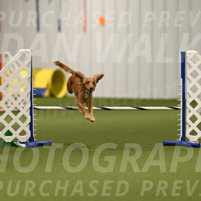 Sparrow-Christina-Coudret-01973