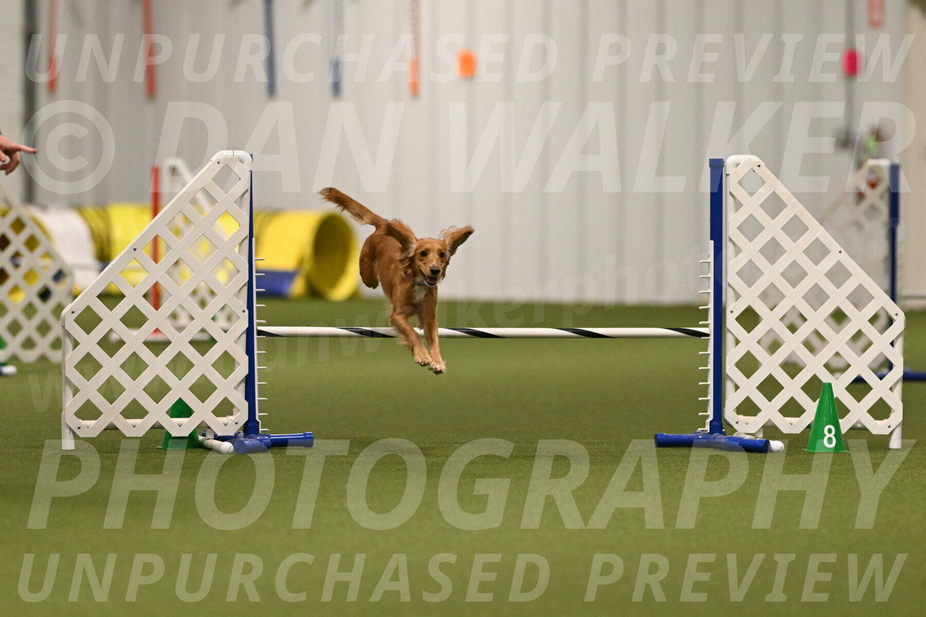 Sparrow-Christina-Coudret-01973