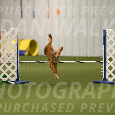 Sparrow-Christina-Coudret-01974