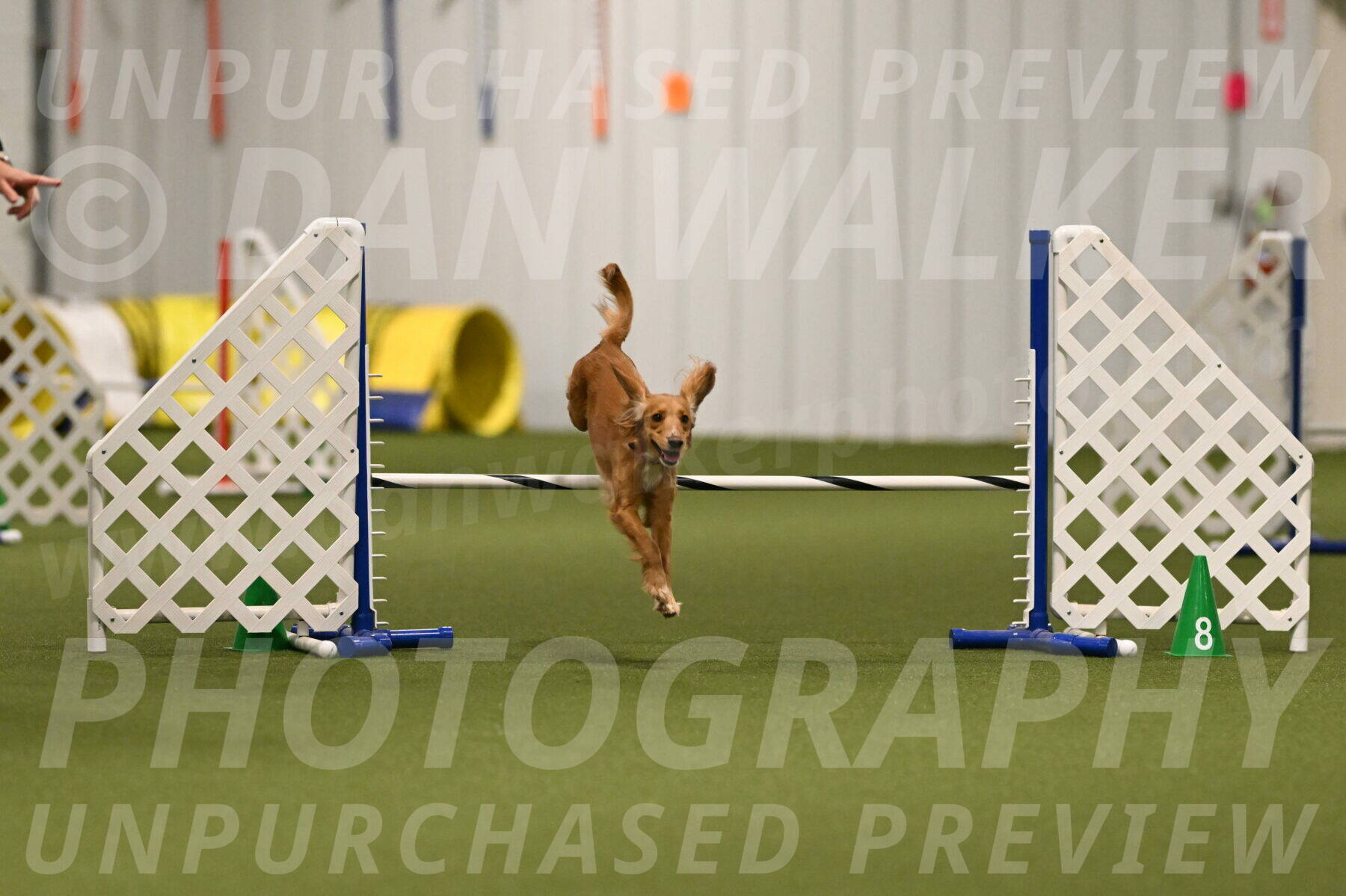 Sparrow-Christina-Coudret-01974