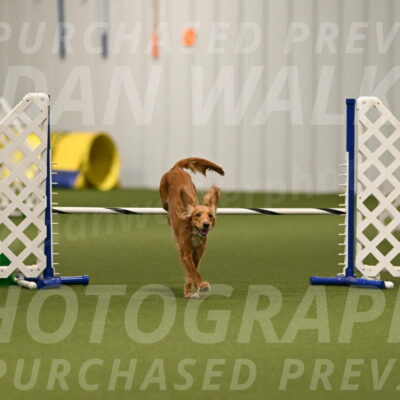 Sparrow-Christina-Coudret-01975