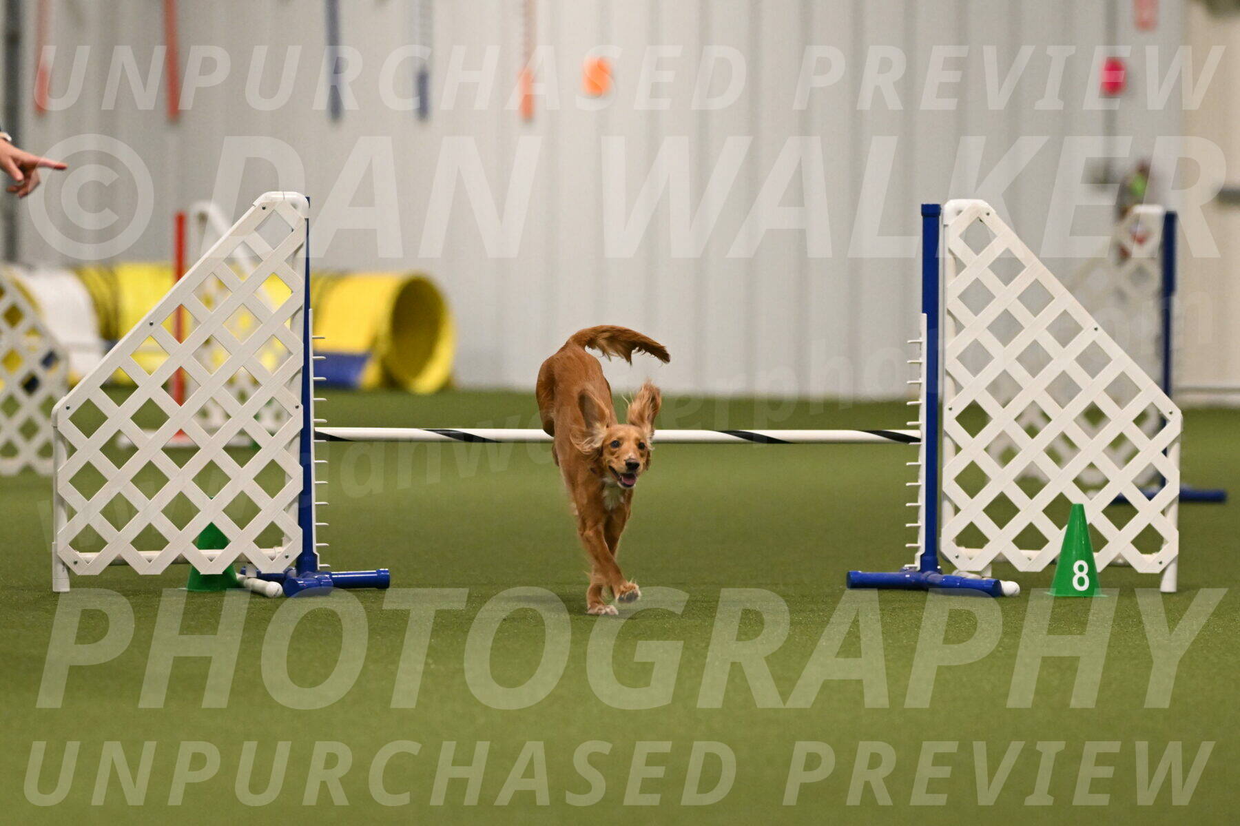 Sparrow-Christina-Coudret-01975