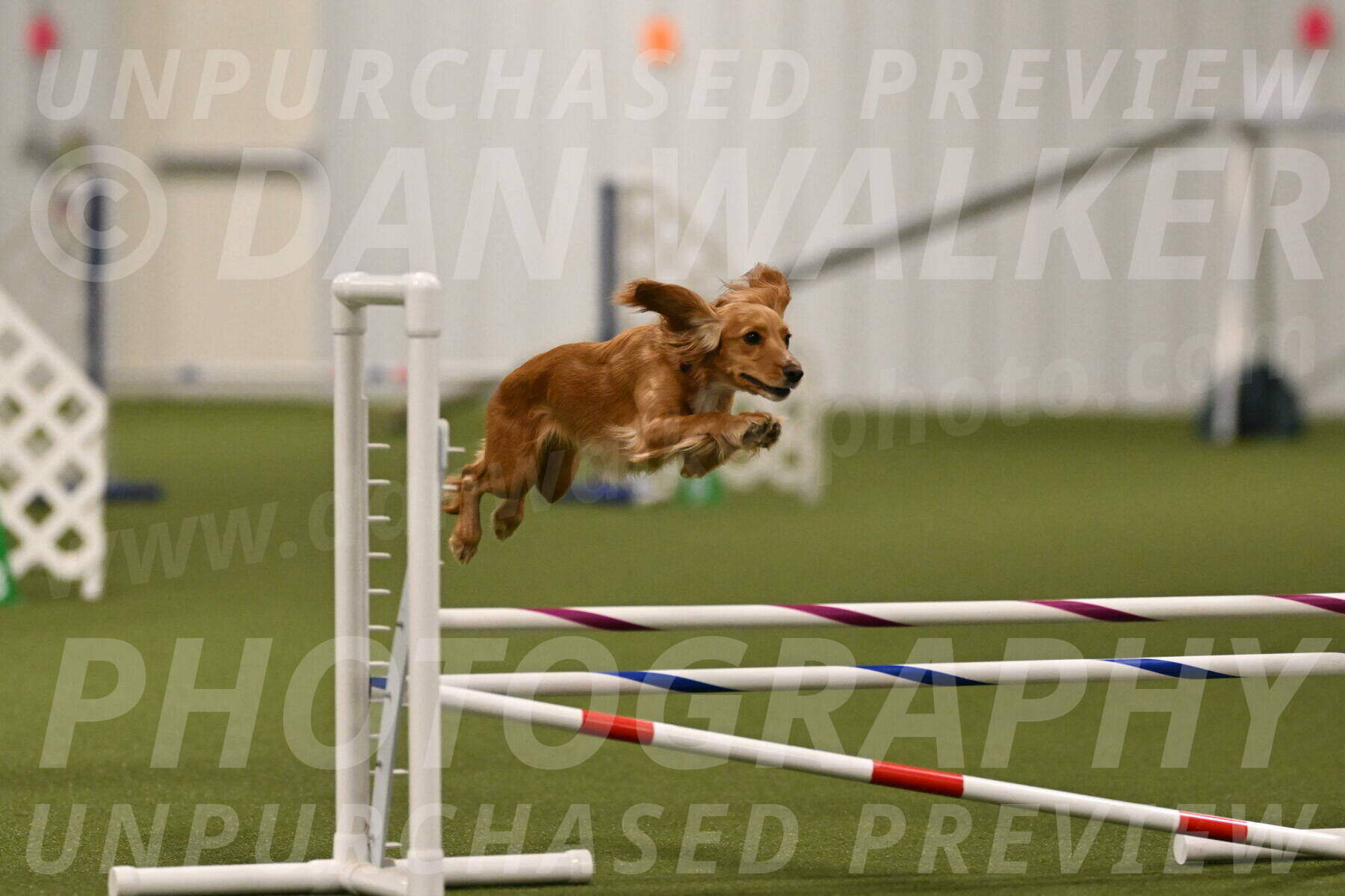 Sparrow-Christina-Coudret-01976