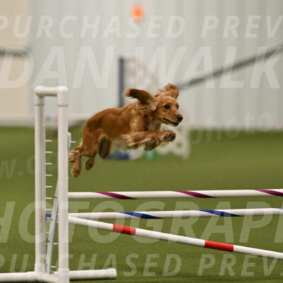 Sparrow-Christina-Coudret-01976