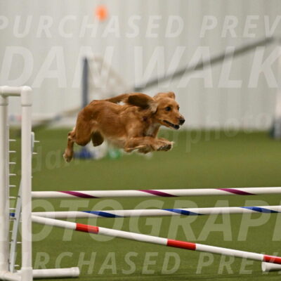 Sparrow-Christina-Coudret-01977