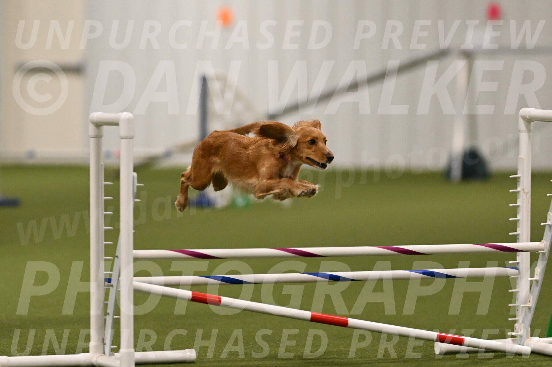 Sparrow-Christina-Coudret-01977